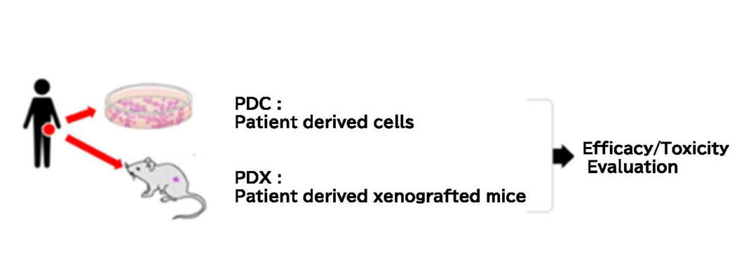 Utilization of specimens (cancer tissues and cells) extracted from patients